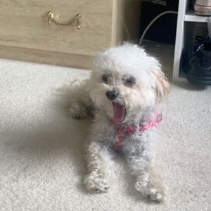 Meet your Posher, Crystal